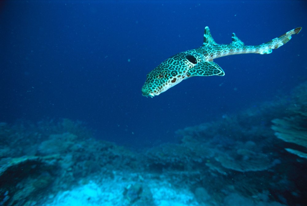 Hemiscyllium ocellatum
