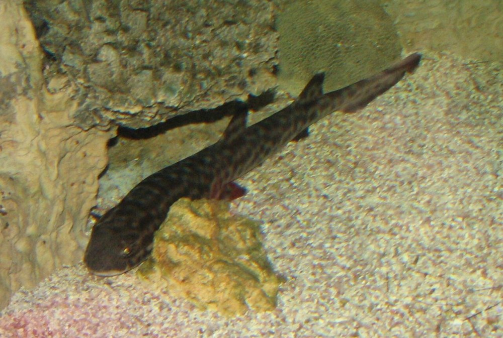 Индийская коралловая Кошачья акула