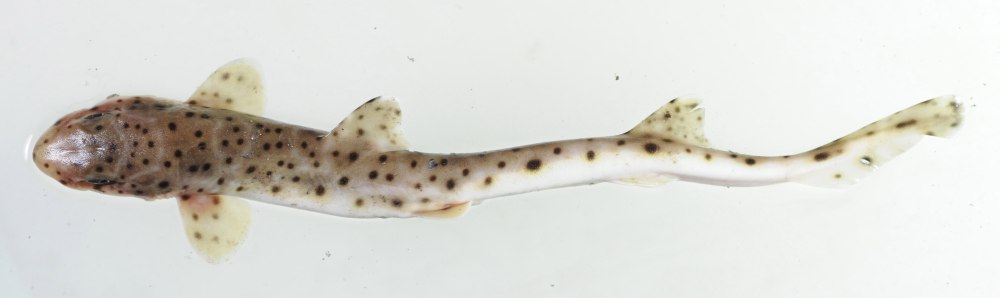 Полосатая Кошачья акула