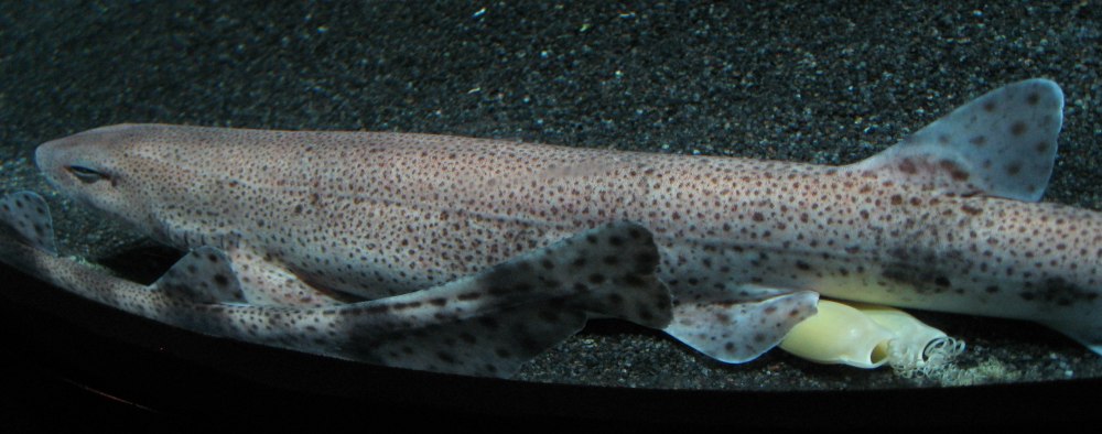 Scyliorhinus акула
