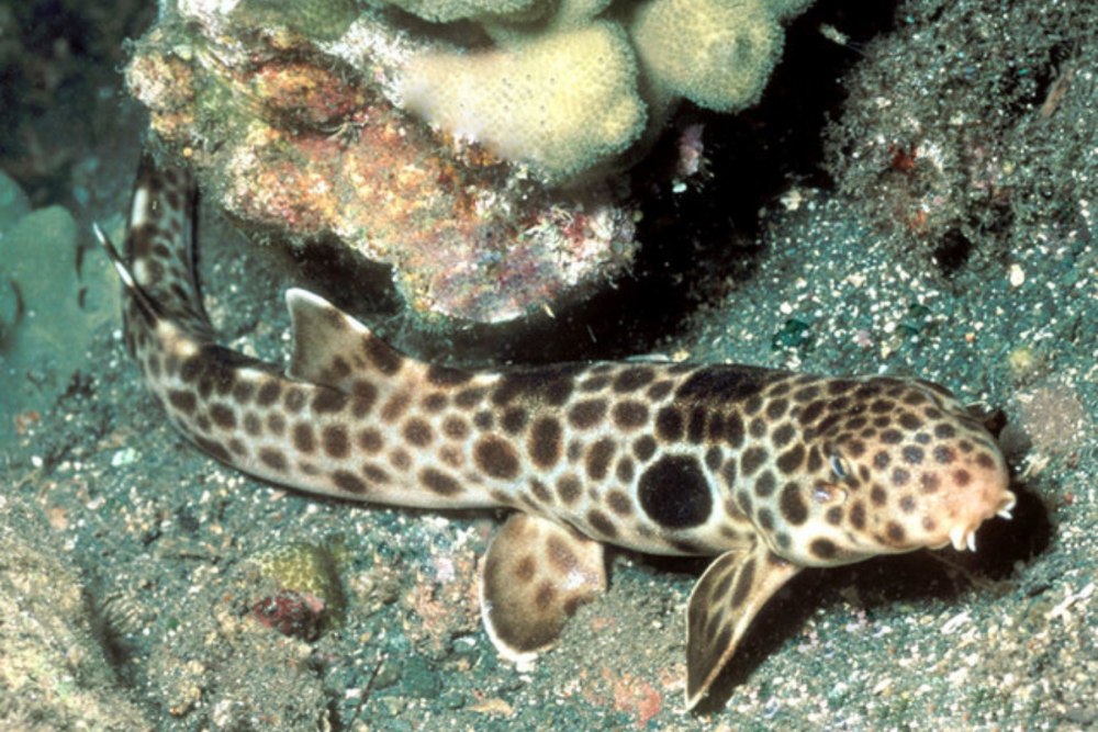 Глазчатая Кошачья акула