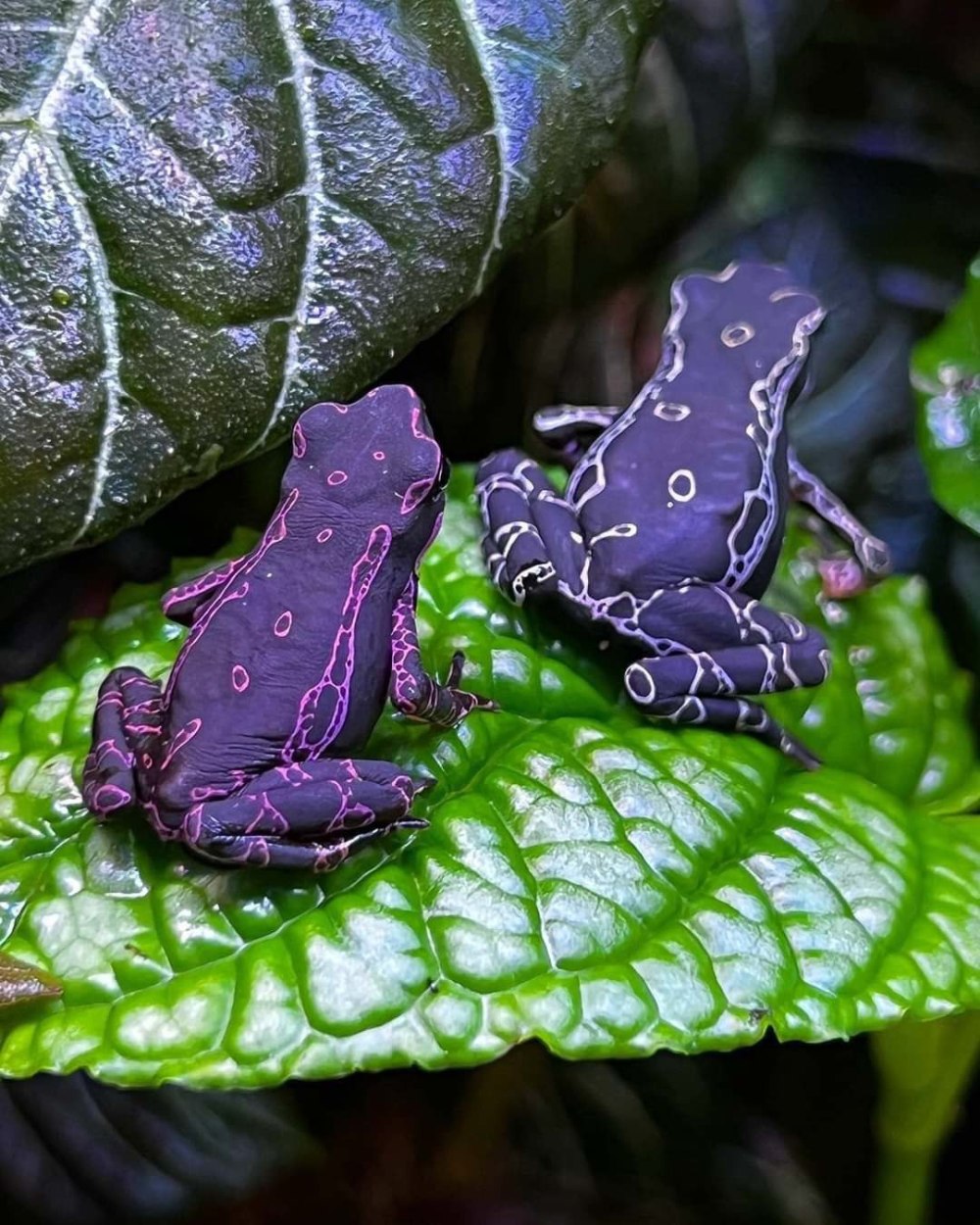 Фиолетовая жаба Atelopus barbotini