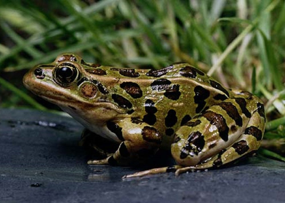 Лягушки Rana pipiens