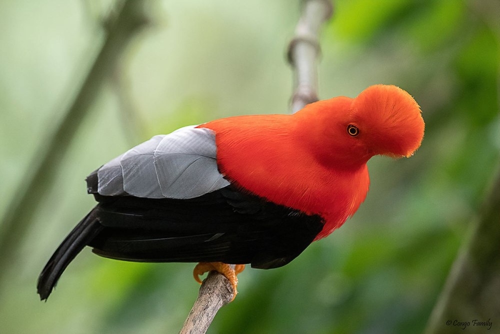 Rupicola peruvianus