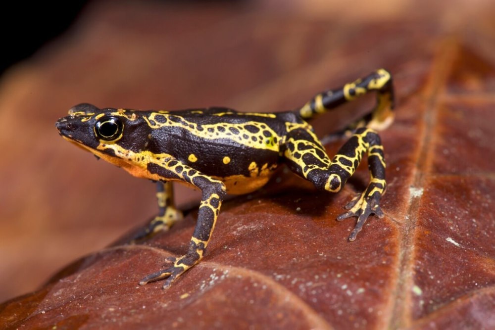 Atelopus spumarius