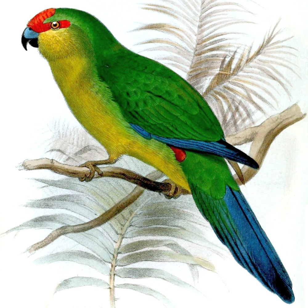 Cyanoramphus hochstetteri