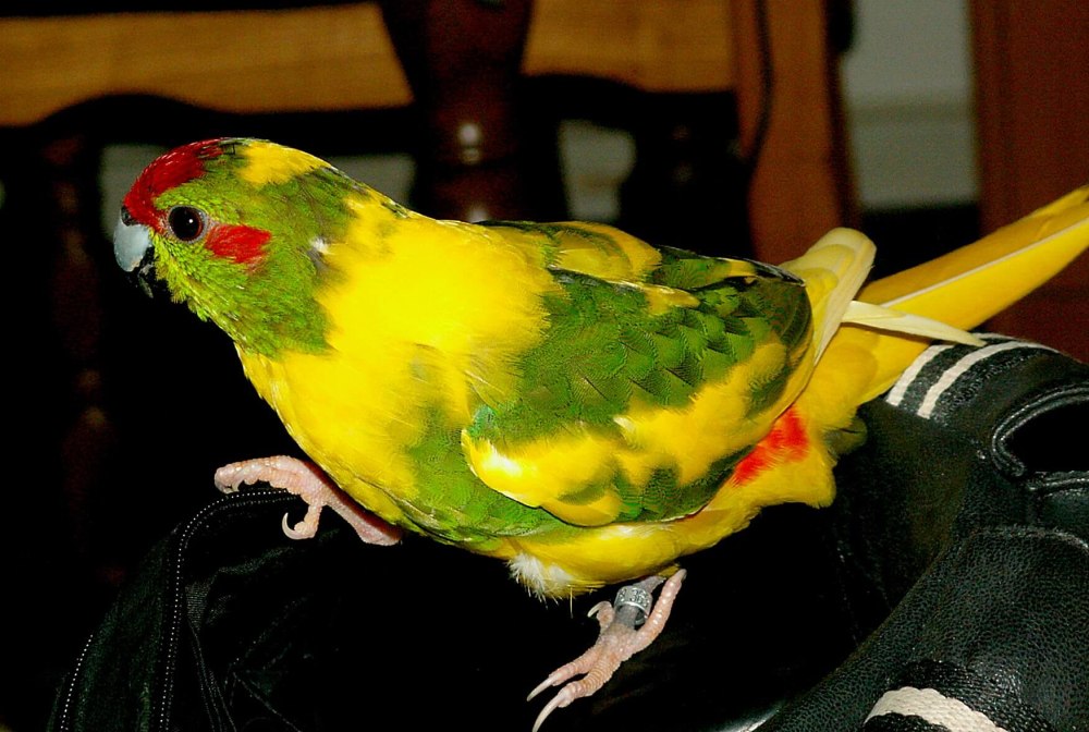 Какарик новозеландский желтый