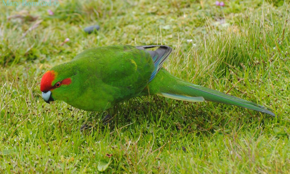 Cyanoramphus novaezelandiae