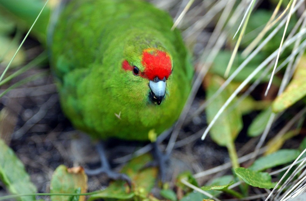 Cyanoramphus malherbi