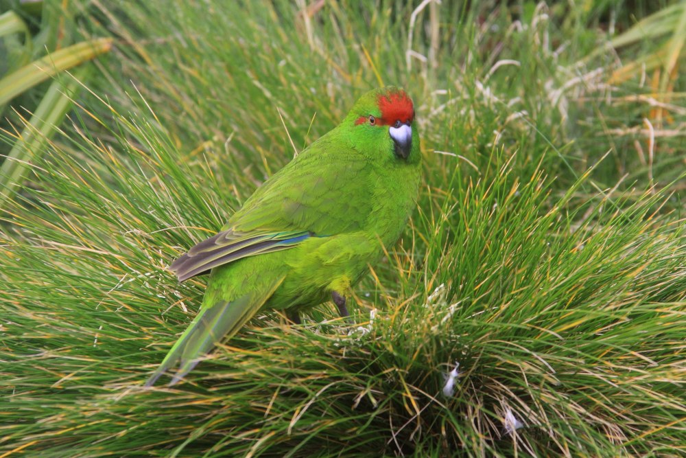 Cyanoramphus novaezelandiae