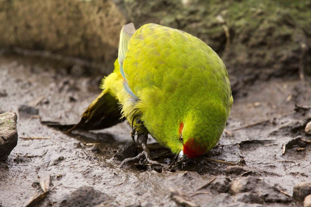 Cyanoramphus erythrotis