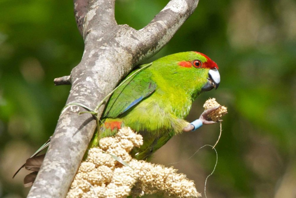 Маккуори какарик