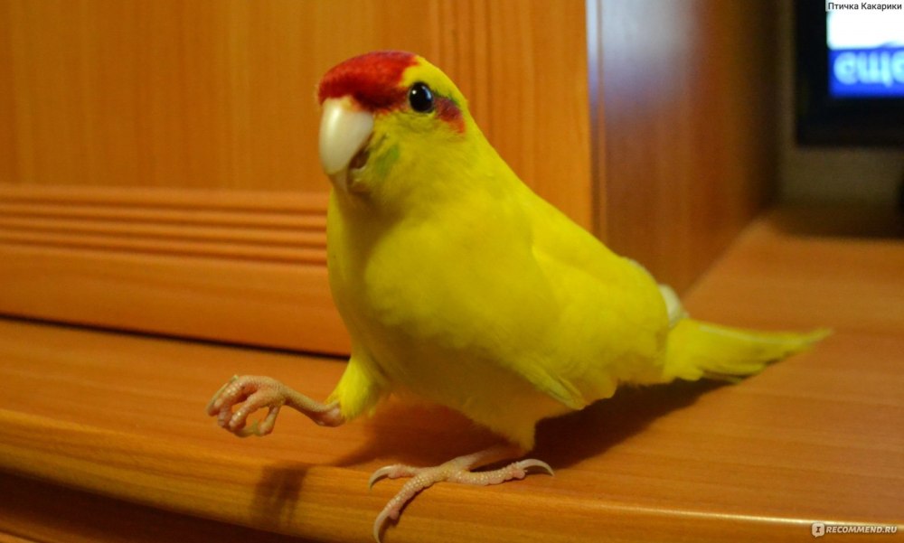 Какарик новозеландский желтый