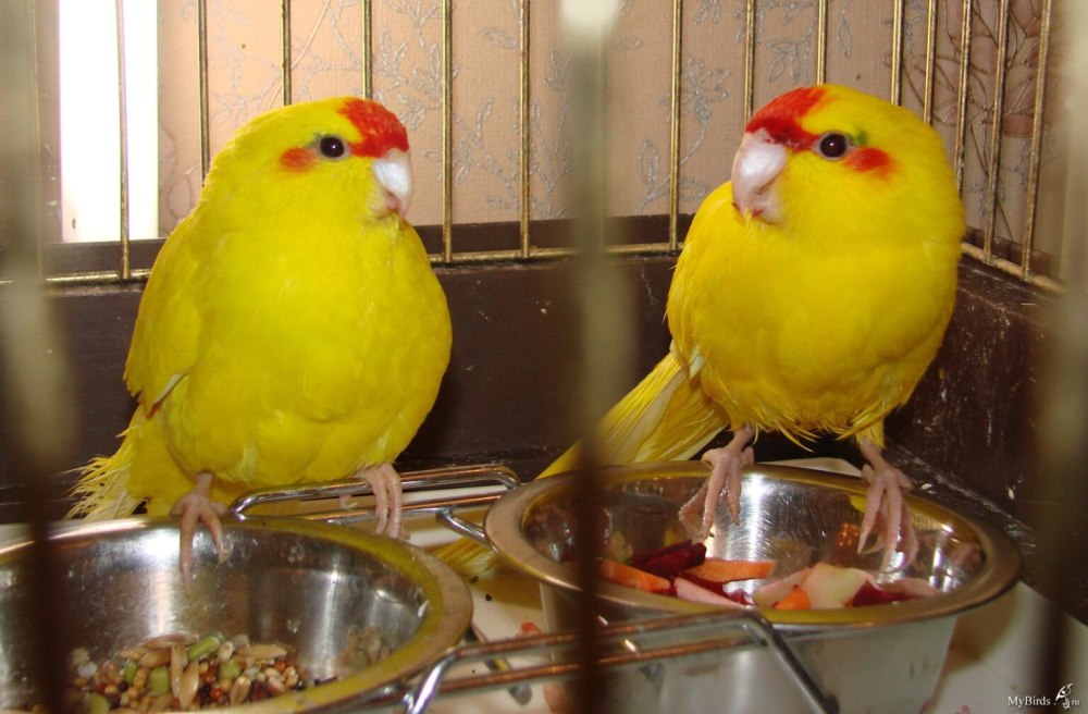 Какарик желтый
