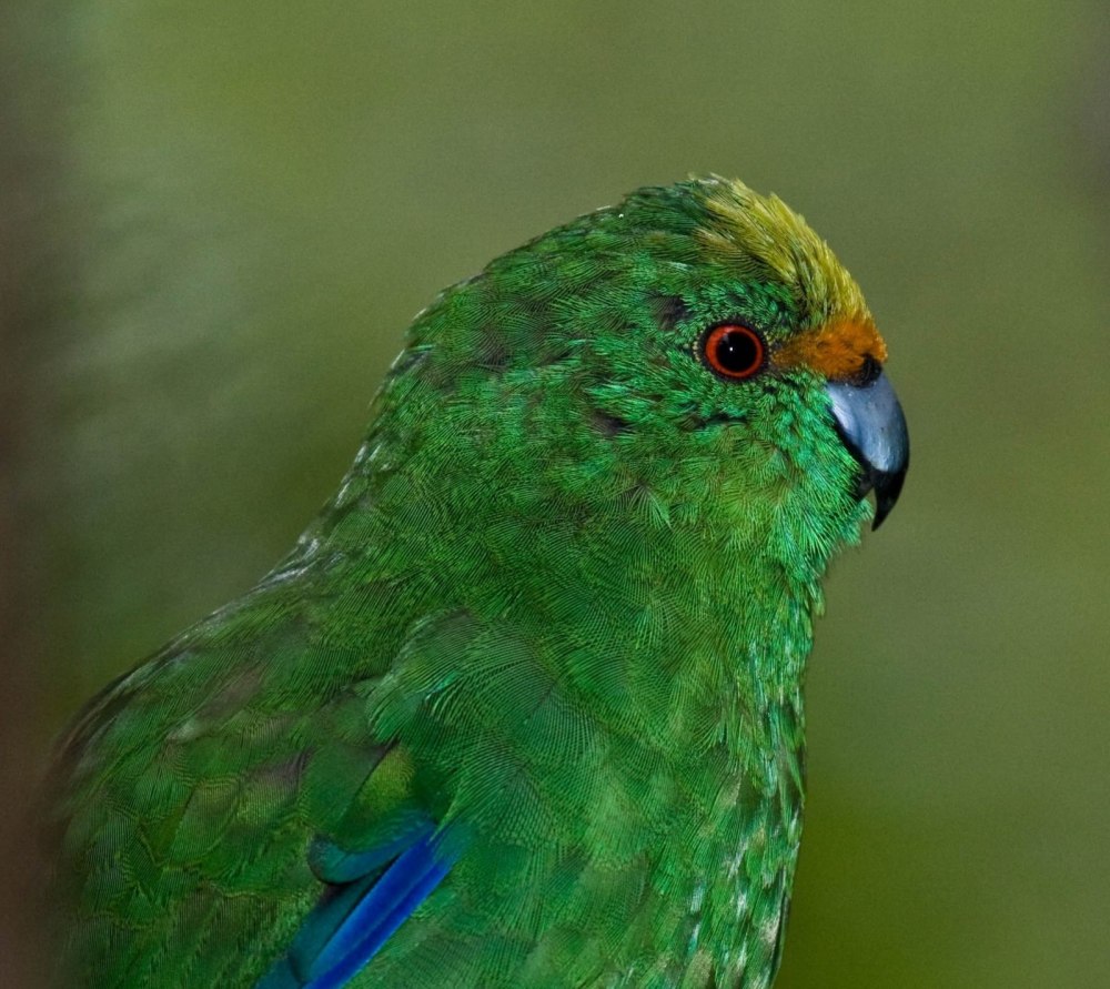 Cyanoramphus malherbi