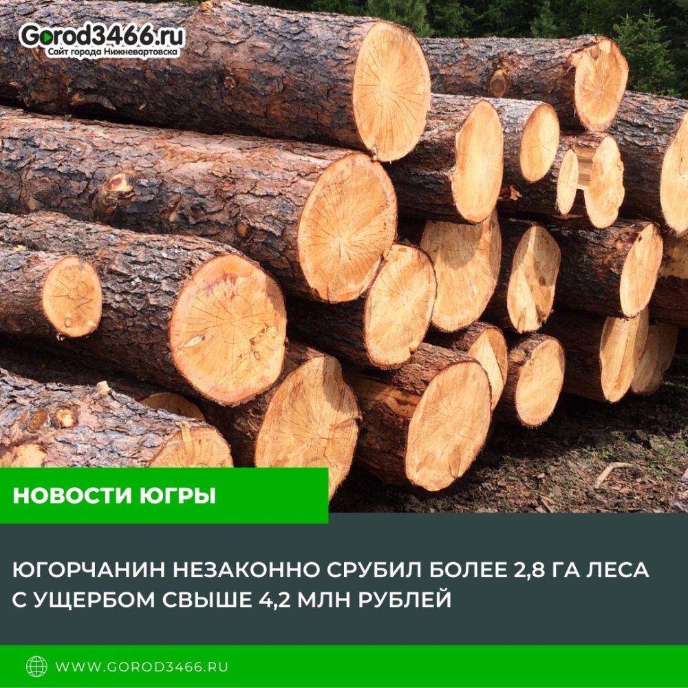 Кругляк лиственница, кедр сосна