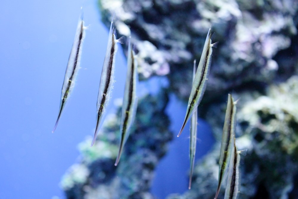 Кривохвостка обыкновенная (морская уточка)/Aeoliscus strigatus