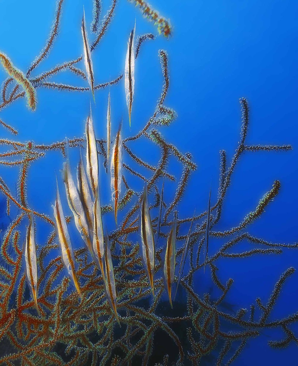 Кривохвостка обыкновенная (морская уточка)/Aeoliscus strigatus