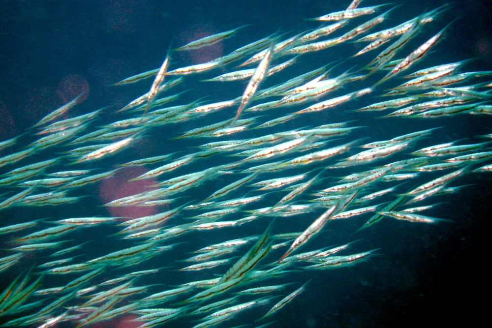 Aeoliscus strigatus