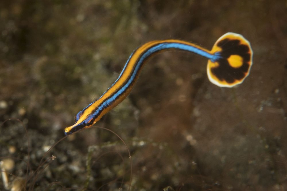 Doryrhamphus melanopleura