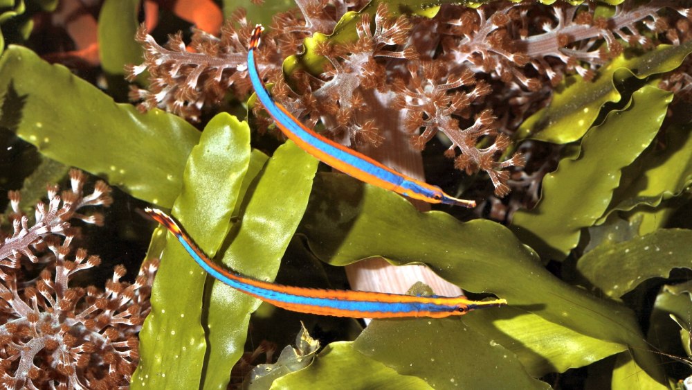 Doryrhamphus janssi