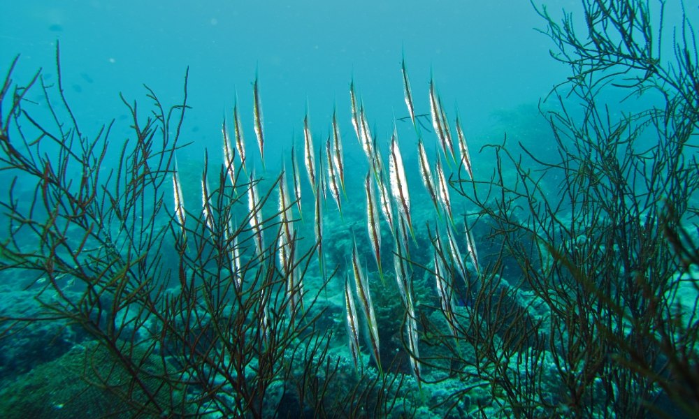 Aeoliscus strigatus