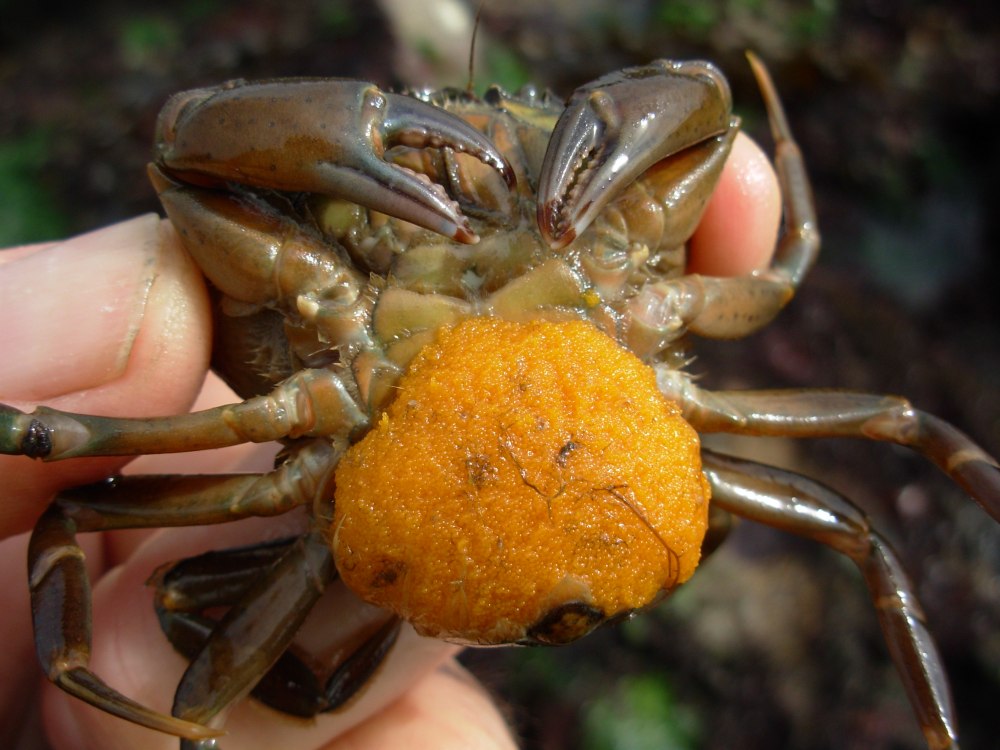Carcinus Maenas