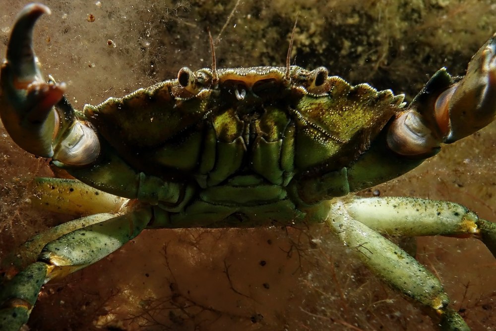 Краб Carcinus откладка яиц
