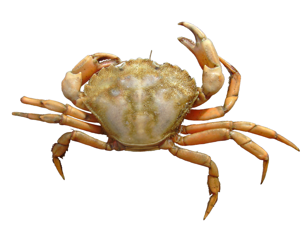 Carcinus aestuarii