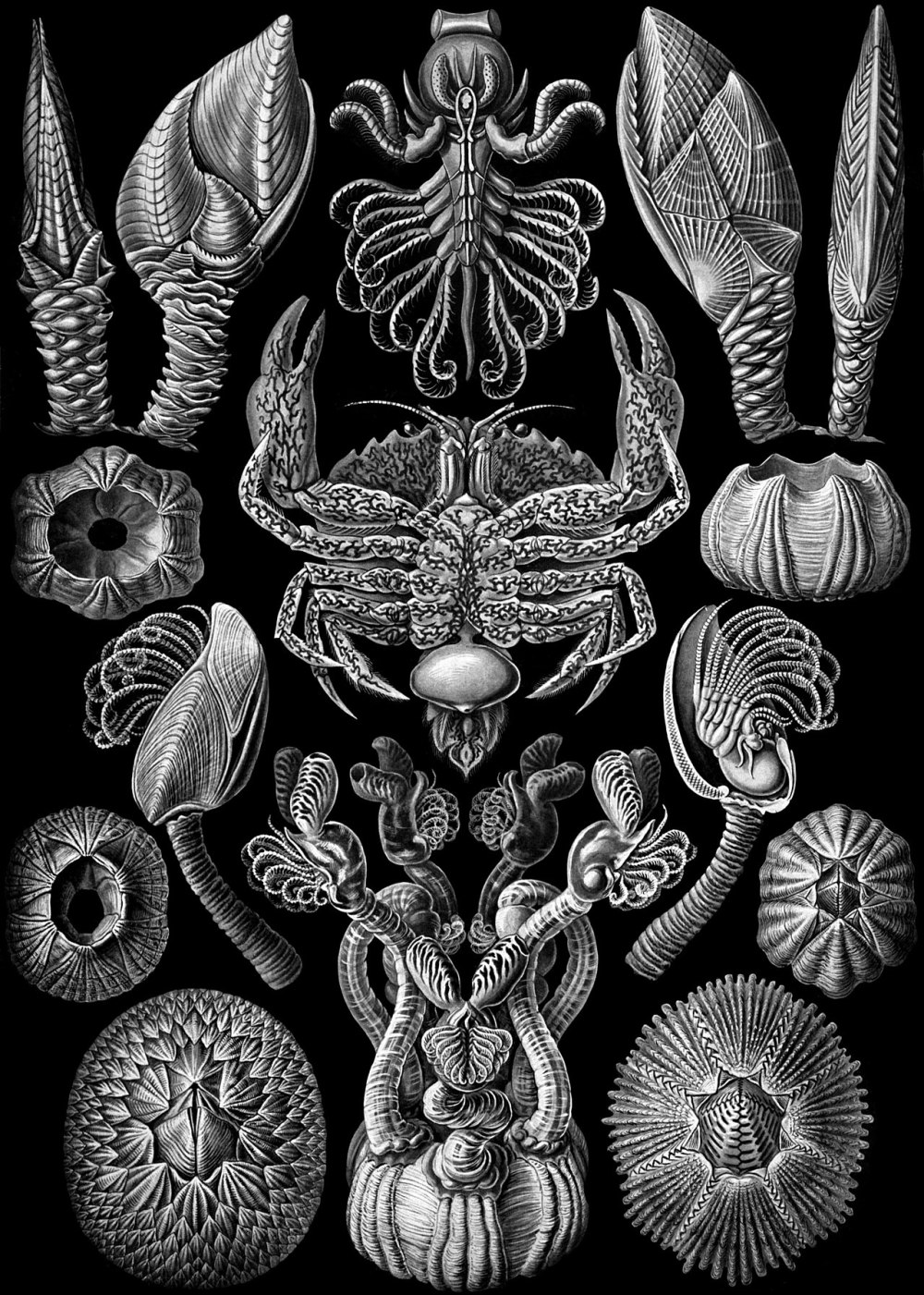 Эрнст Геккель Kunstformen der Natur, 1904