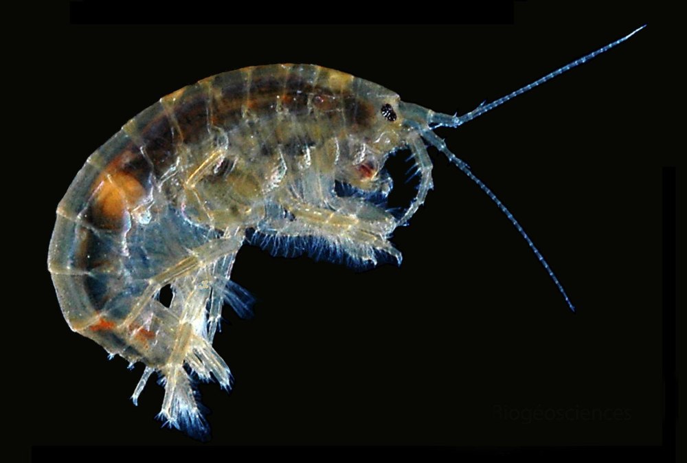 Байкальский бокоплав gmelinoides fasciatus