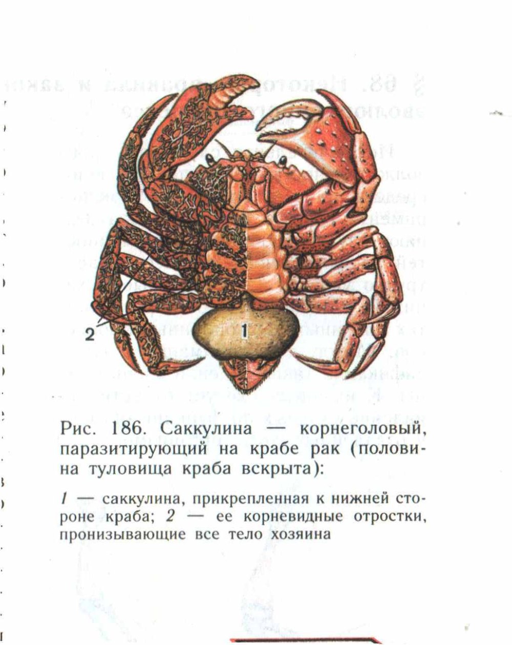 Саккулина и краб Тип взаимоотношений