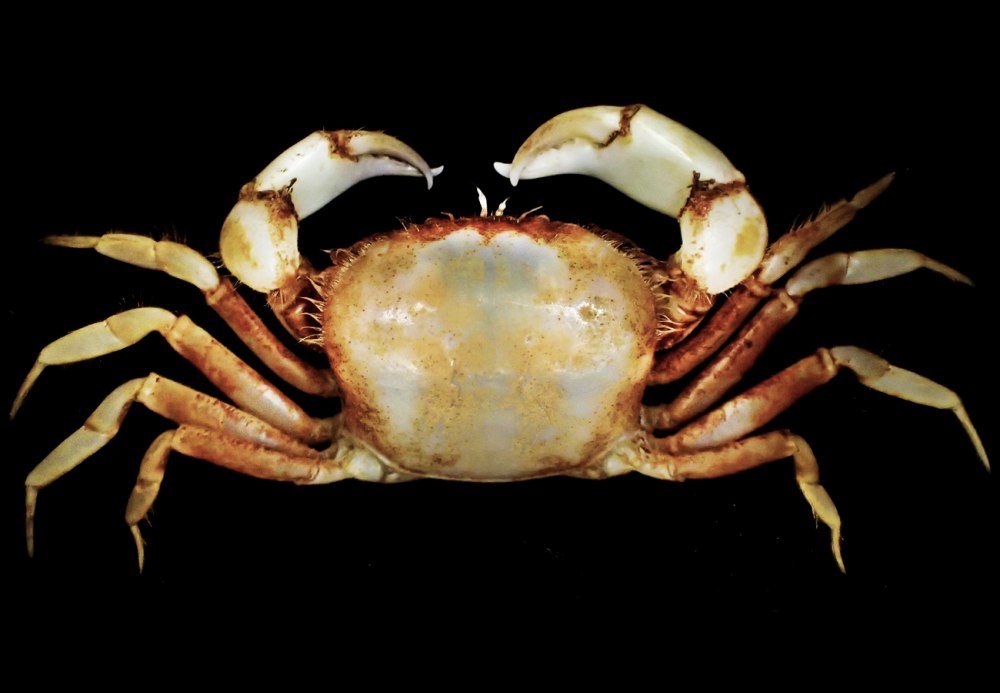 Крабы Brachyura