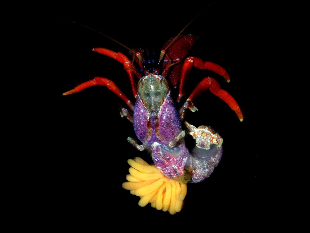 Peltogaster Paguri