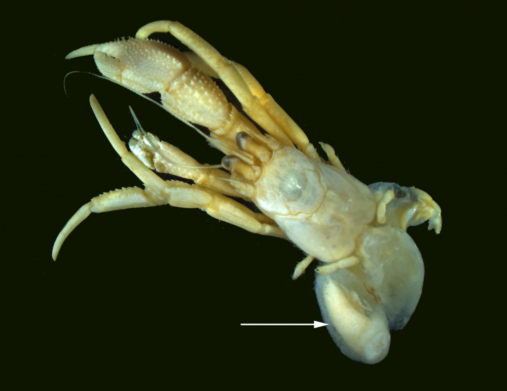 Peltogaster Paguri