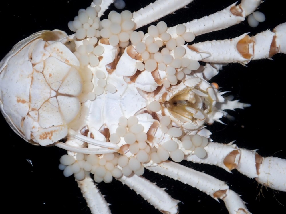 Male Barnacles