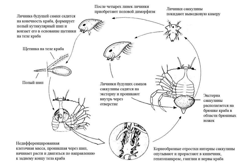 Жизненный цикл саккулины