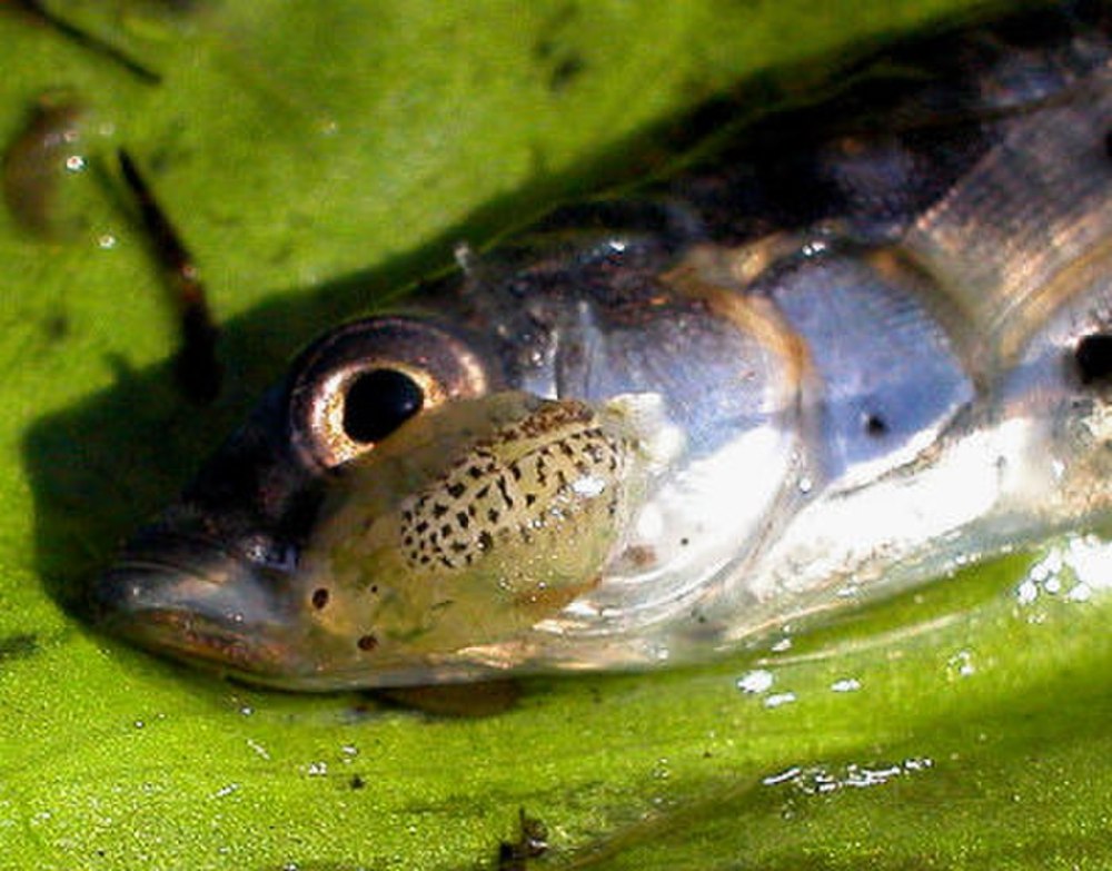 Branchiura (карпоеды)