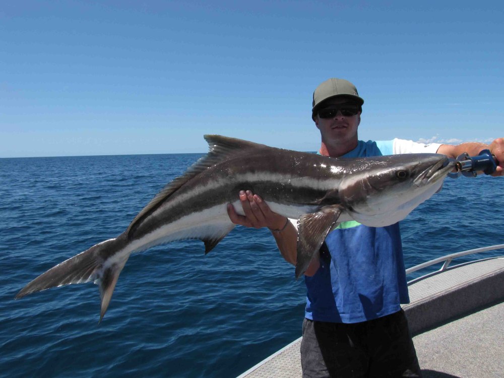 Cobia рыба