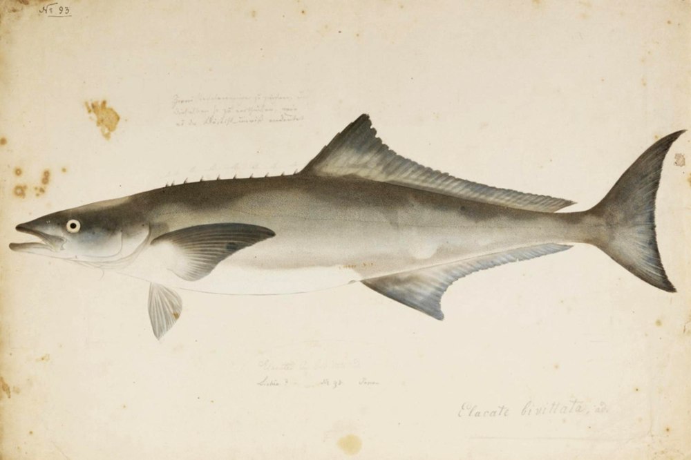 Rachycentridae