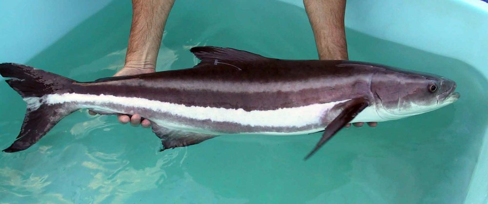 Rachycentron canadum
