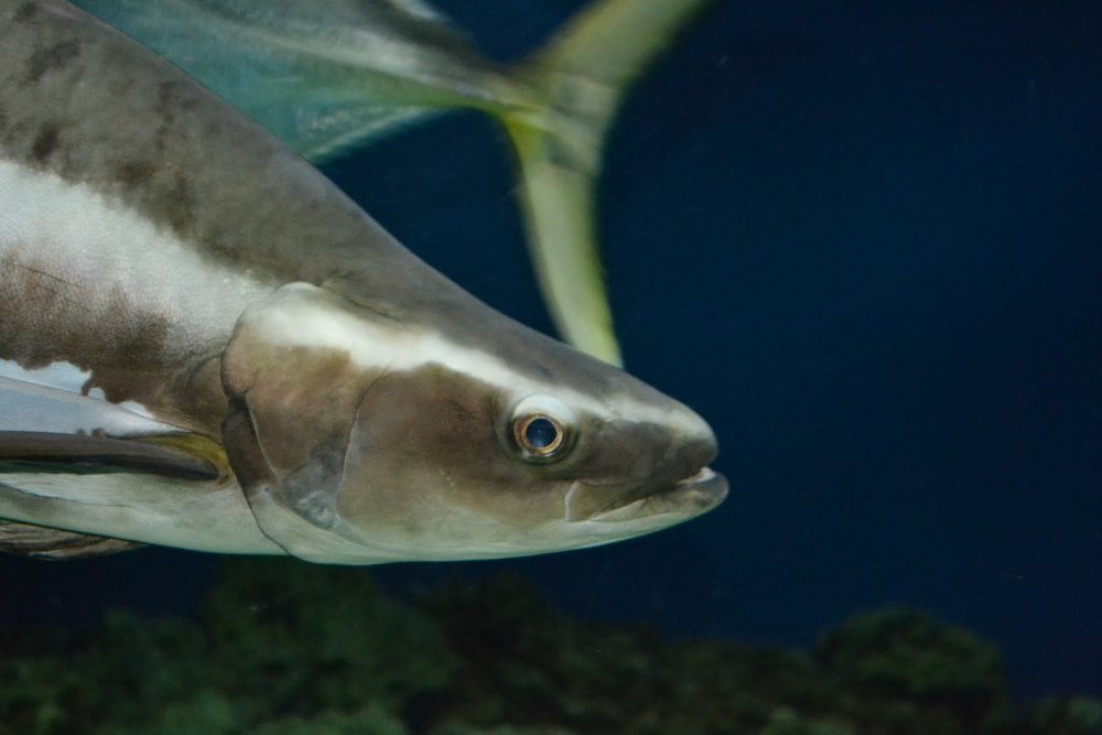 Rachycentron canadum