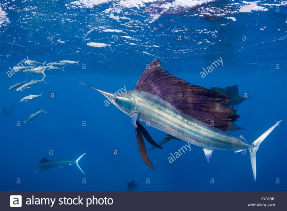Atlantic Sailfish Gha Istiophorus albicans