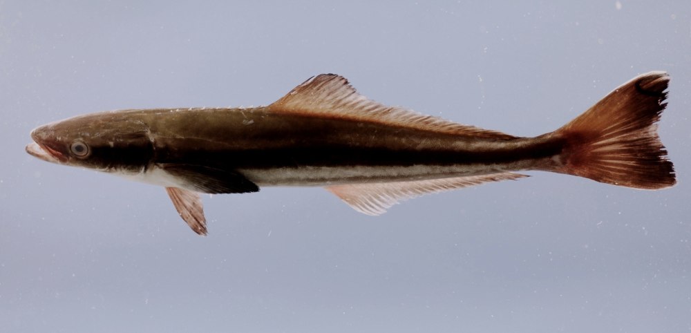 Rachycentron canadum