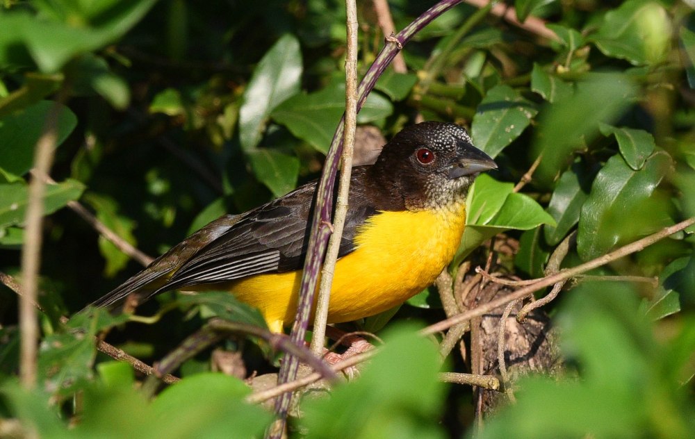 Ploceus bicolor