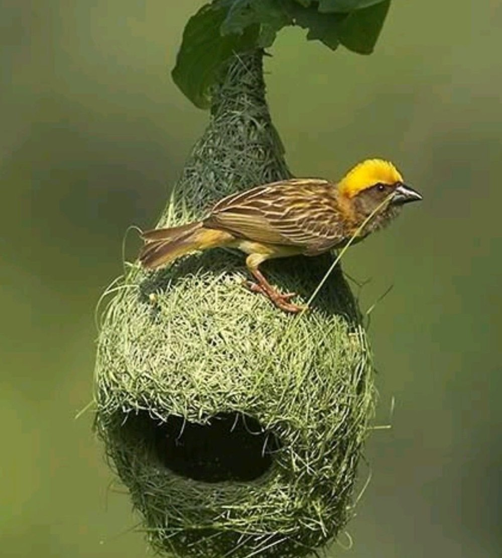 Птица Ткачик вьет гнездо