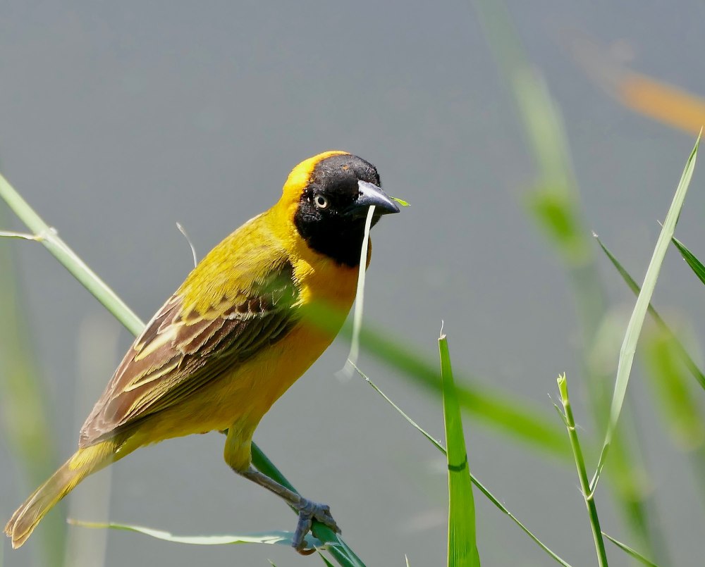 Ploceus luteolus
