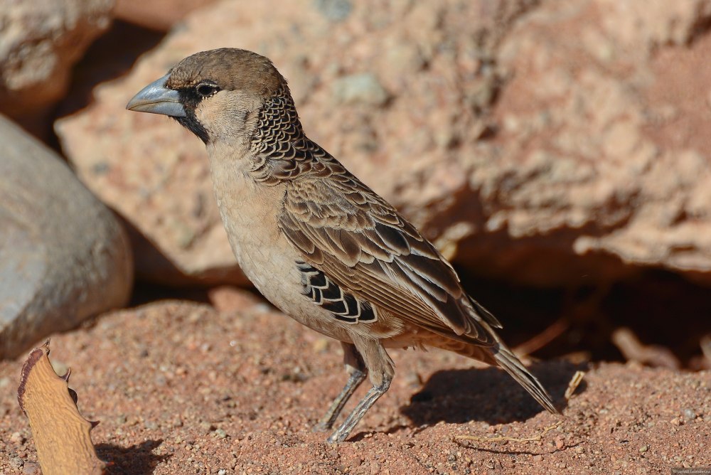 Philetairus Socius