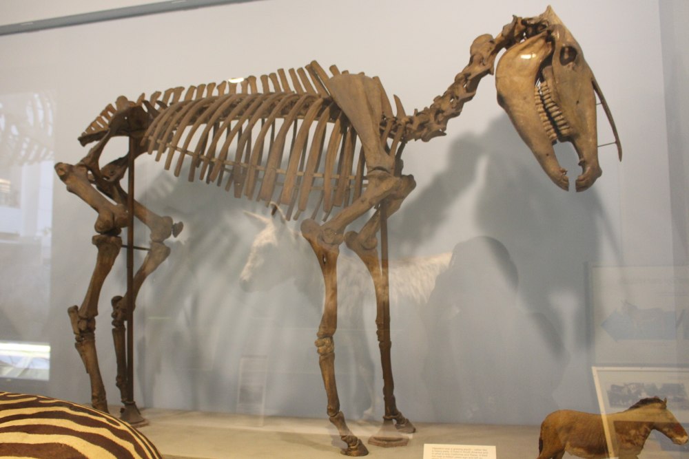 Size of Hippidion
