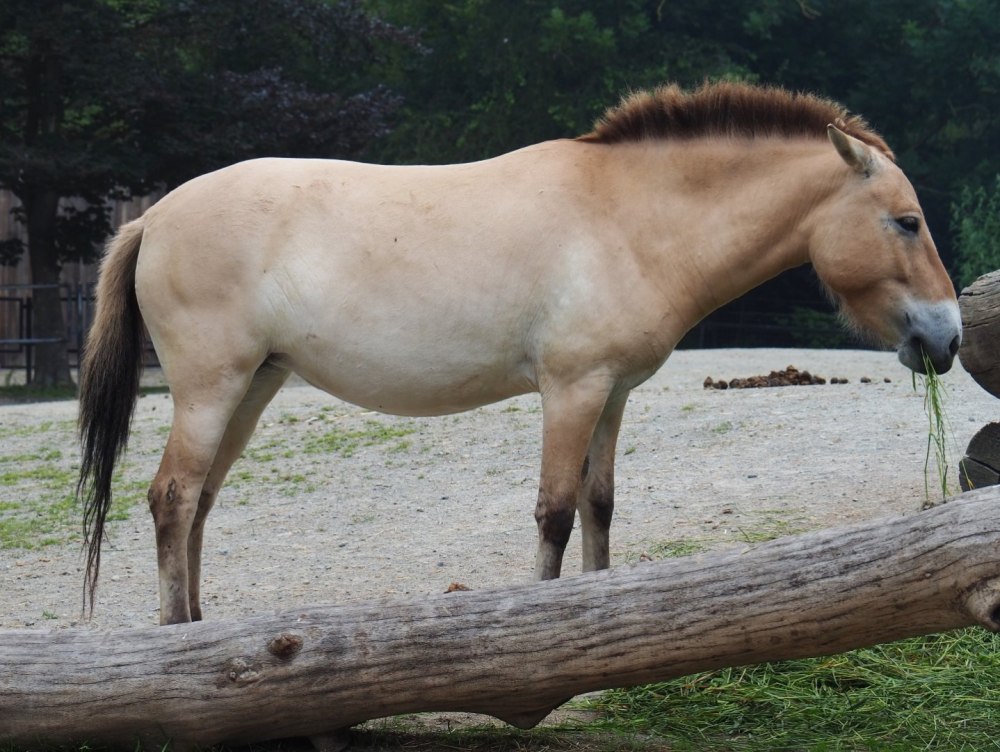 (Equus Ferus przewalskii)